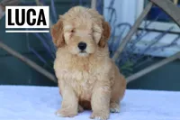 Luca, a male Goldendoodle and Miniature Goldendoodle for sale in Itasca, TX – Photo 2 of 4