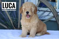 Luca, a male Goldendoodle and Miniature Goldendoodle for sale in Itasca, TX – Photo 1 of 4