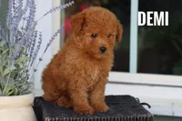 Demi, a female Goldendoodle and Miniature Goldendoodle for sale in Itasca, TX – 3 of 3