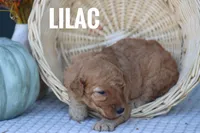 Lilac , a female Goldendoodle and Miniature Goldendoodle for sale in Itasca, TX – 3 of 3