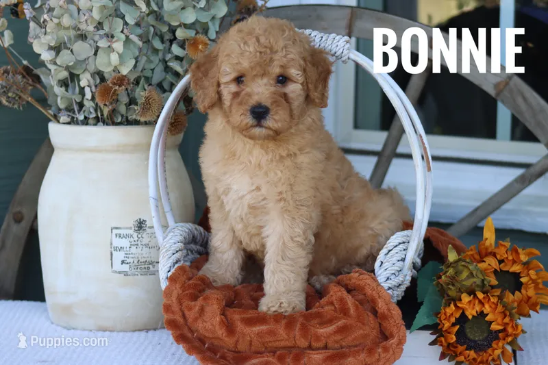 Bonnie – Goldendoodle, Miniature Goldendoodle puppy for sale in Itasca, TX