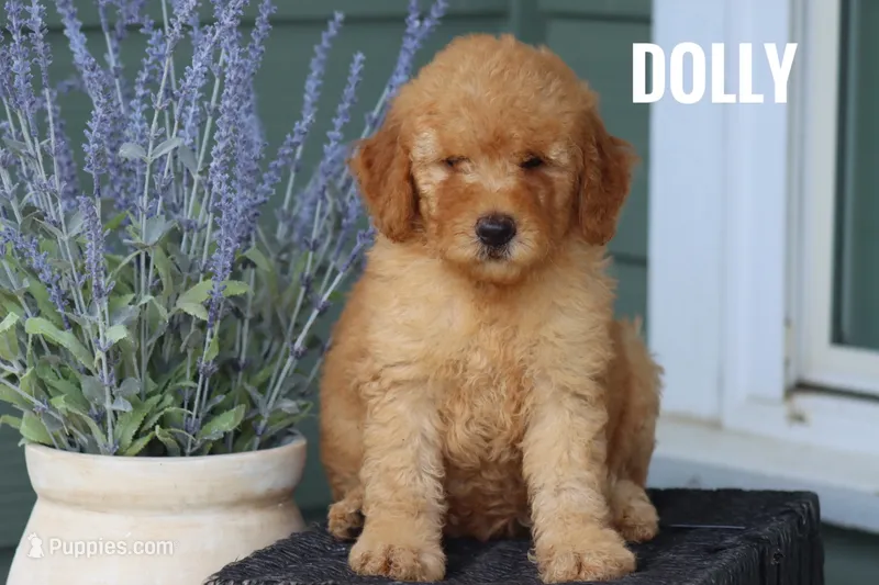 Dolly – Goldendoodle, Miniature Goldendoodle puppy for sale in Itasca, TX