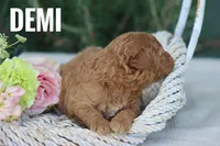 Demi, a female Goldendoodle and Miniature Goldendoodle for sale in Itasca, TX – 2 of 4