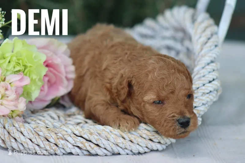 Demi – Goldendoodle, Miniature Goldendoodle puppy for sale in Itasca, TX