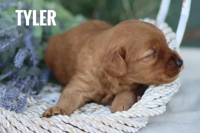 Tyler – Goldendoodle, Miniature Goldendoodle puppy for sale in Itasca, TX