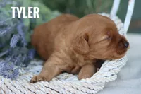 Tyler, a male Goldendoodle and Miniature Goldendoodle for sale in Itasca, TX – 1 of 2
