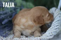 Talia, a female Goldendoodle and Miniature Goldendoodle for sale in Itasca, TX – 2 of 4