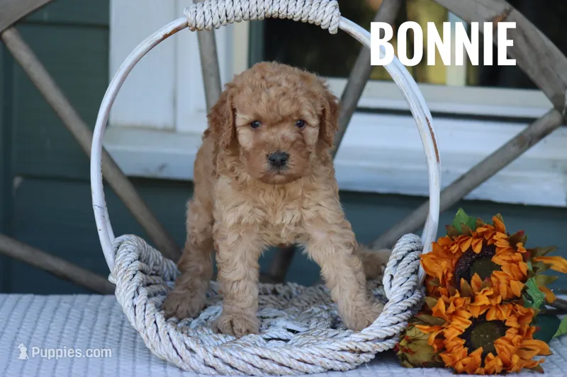 Bonnie – Goldendoodle, Miniature Goldendoodle puppy for sale in Itasca, TX