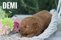 Demi, a female Goldendoodle and Miniature Goldendoodle for sale in Itasca, TX – 3 of 4