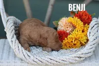 Benji, a male Goldendoodle and Miniature Goldendoodle for sale in Itasca, TX – 3 of 3