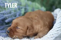 Tyler, a male Goldendoodle and Miniature Goldendoodle for sale in Itasca, TX – 2 of 2