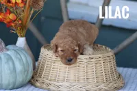 Lilac , a female Goldendoodle and Miniature Goldendoodle for sale in Itasca, TX – 2 of 3