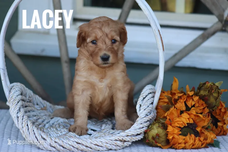 Lacey – Goldendoodle, Miniature Goldendoodle puppy for sale in Itasca, TX