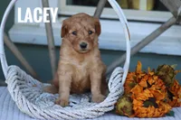 Lacey, a male Goldendoodle and Miniature Goldendoodle for sale in Itasca, TX – 1 of 2