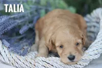 Talia, a female Goldendoodle and Miniature Goldendoodle for sale in Itasca, TX – 1 of 4