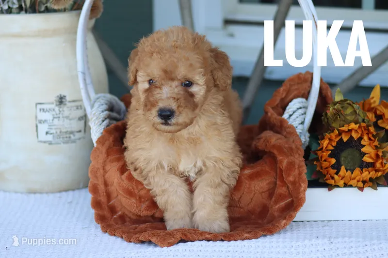 Luka – Goldendoodle, Miniature Goldendoodle puppy for sale in Itasca, TX