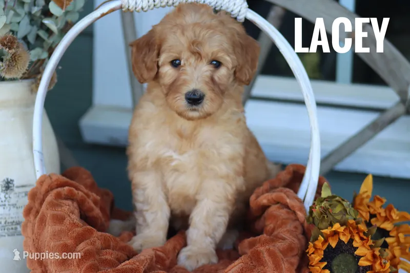 Lacey – Goldendoodle, Miniature Goldendoodle puppy for sale in Itasca, TX