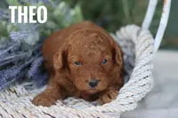 Theo, a male Goldendoodle and Miniature Goldendoodle for sale in Itasca, TX – 2 of 3