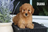 Diana, a female Goldendoodle and Miniature Goldendoodle for sale in Itasca, TX – 3 of 3