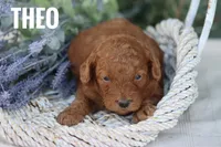 Theo, a male Goldendoodle and Miniature Goldendoodle for sale in Itasca, TX – 3 of 3