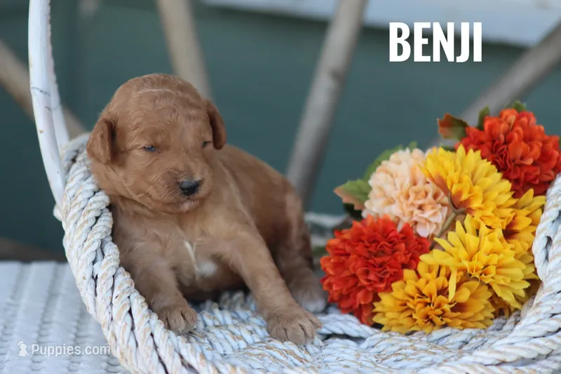 Benji – Goldendoodle, Miniature Goldendoodle puppy for sale in Itasca, TX