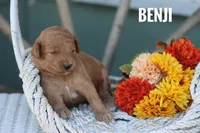 Benji, a male Goldendoodle and Miniature Goldendoodle for sale in Itasca, TX – 1 of 3