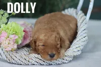 Dolly, a female Goldendoodle and Miniature Goldendoodle for sale in Itasca, TX – 2 of 3
