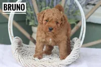 Bruno, a male Goldendoodle and Miniature Goldendoodle for sale in Itasca, TX – Photo 3 of 3