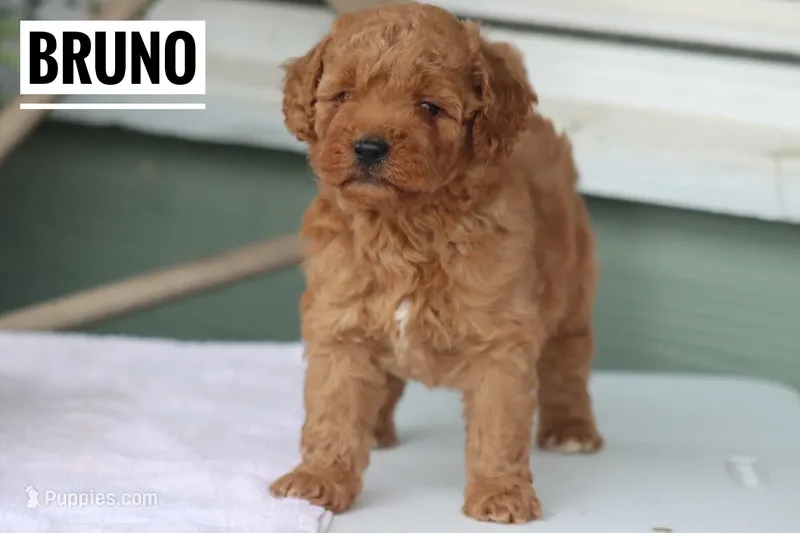 Bruno – Goldendoodle, Miniature Goldendoodle puppy for sale in Itasca, TX