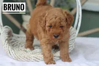 Bruno, a male Goldendoodle and Miniature Goldendoodle for sale in Itasca, TX – Photo 2 of 3