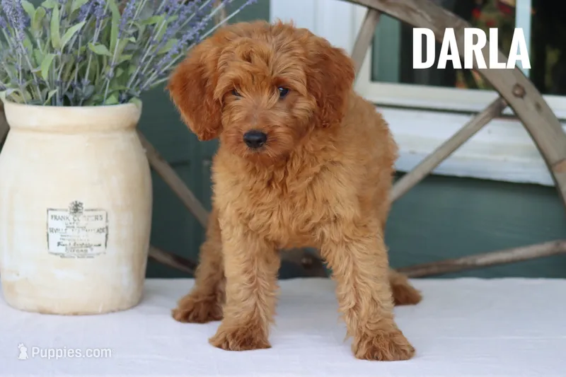 Darla  – Goldendoodle, Miniature Goldendoodle puppy for sale in Itasca, TX
