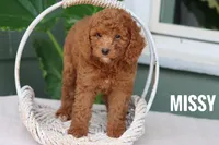 Missy, a female Goldendoodle and Miniature Goldendoodle for sale in Itasca, TX – 2 of 3