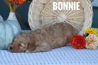 Bonnie, a female Goldendoodle and Miniature Goldendoodle for sale in Itasca, TX – 3 of 4