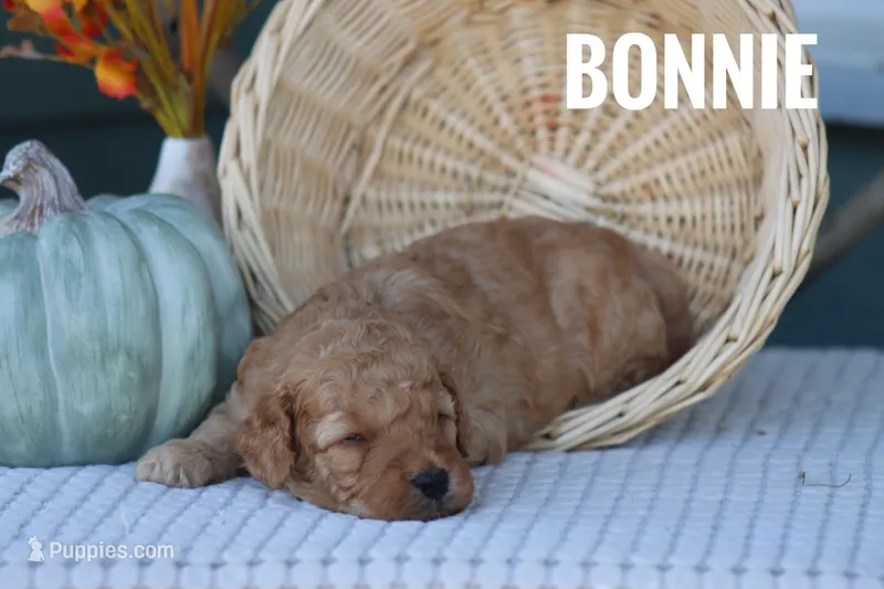 Bonnie – Goldendoodle, Miniature Goldendoodle puppy for sale in Itasca, TX