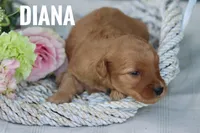 Diana, a female Goldendoodle and Miniature Goldendoodle for sale in Itasca, TX – 2 of 4