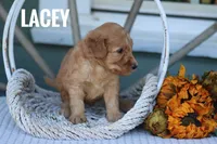 Lacey, a male Goldendoodle and Miniature Goldendoodle for sale in Itasca, TX – 2 of 2