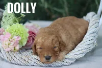 Dolly, a female Goldendoodle and Miniature Goldendoodle for sale in Itasca, TX – 3 of 3