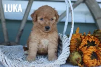 Luka, a male Goldendoodle and Miniature Goldendoodle for sale in Itasca, TX – 3 of 4