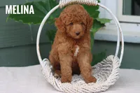 Melina , a female Goldendoodle and Miniature Goldendoodle for sale in Itasca, TX – 3 of 4
