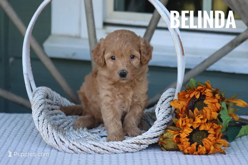 Belinda – Goldendoodle, Miniature Goldendoodle puppy for sale in Itasca, TX