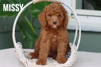 Missy, a female Goldendoodle and Miniature Goldendoodle for sale in Itasca, TX – 3 of 3