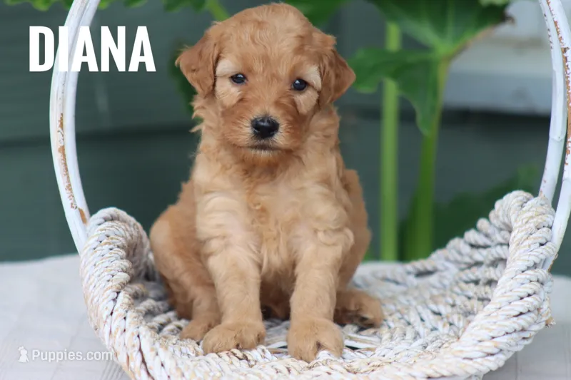 Diana – Goldendoodle, Miniature Goldendoodle puppy for sale in Itasca, TX