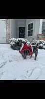 Chanel, a female French Bulldog for sale in Murfreesboro, TN – 3 of 3