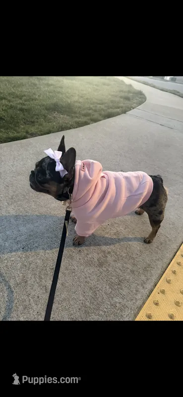 Chanel – French Bulldog puppy for sale in Murfreesboro, TN