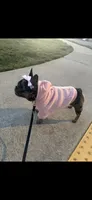 Chanel, a female French Bulldog for sale in Murfreesboro, TN – 1 of 3
