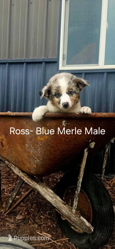 Ross – Miniature Australian Shepherd puppy for sale in Maywood, NE
