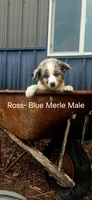 Ross, a male Miniature Australian Shepherd for sale in Maywood, NE – 1 of 1