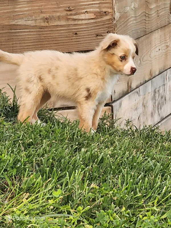 Rachel – Miniature Australian Shepherd puppy for sale in Maywood, NE