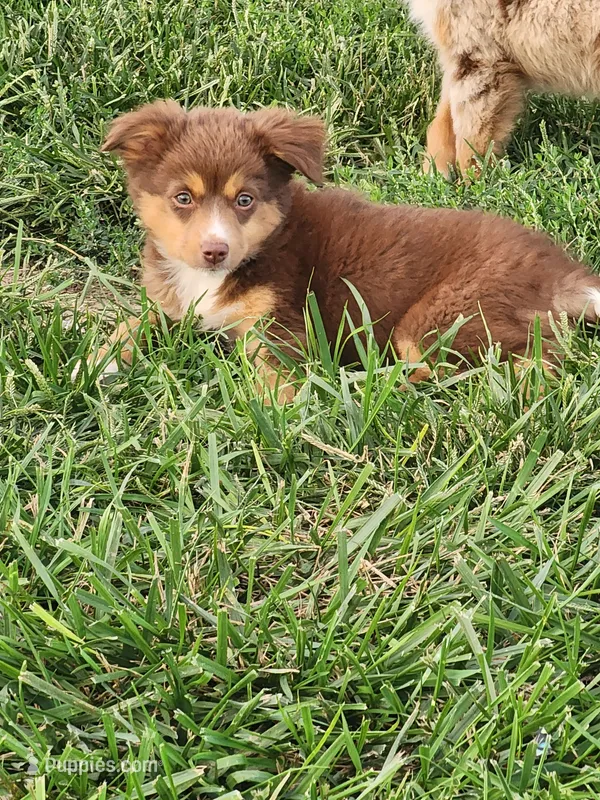 Monica – Miniature Australian Shepherd puppy for sale in Maywood, NE