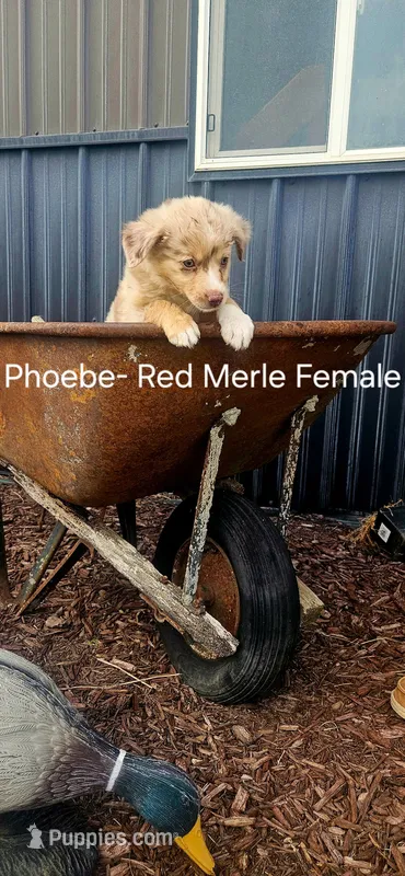 Phoebe – Miniature Australian Shepherd puppy for sale in Maywood, NE